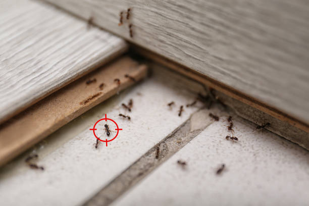 Professional Pest Control in Wolf Lake, MI