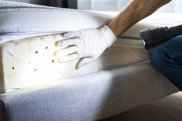 Wasp Removal Services in Wolf Lake, MI
