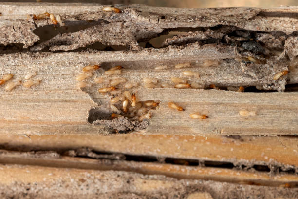 Best Best Pest Control Companies  in Wolf Lake, MI